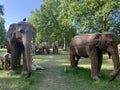 A herd of 100 elephant sculptures have taken up space in LondonÃ¢â¬â¢s Royal Parks